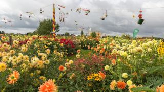 A l’occasion de la Fête du dahlia à Beauvais, en septembre, neuf écrins de couleurs différentes en ont formé le « cœur coloré ». Cette réalisation se composait d’une association de bulbes d’été, de plantes et d’objets. © Verver Export A l’occasion de la Fête du dahlia à Beauvais, en septembre, neuf écrins de couleurs différentes en ont formé le « cœur coloré ». Cette réalisation se composait d’une association de bulbes d’été, de plantes et d’objets. © Verver Export